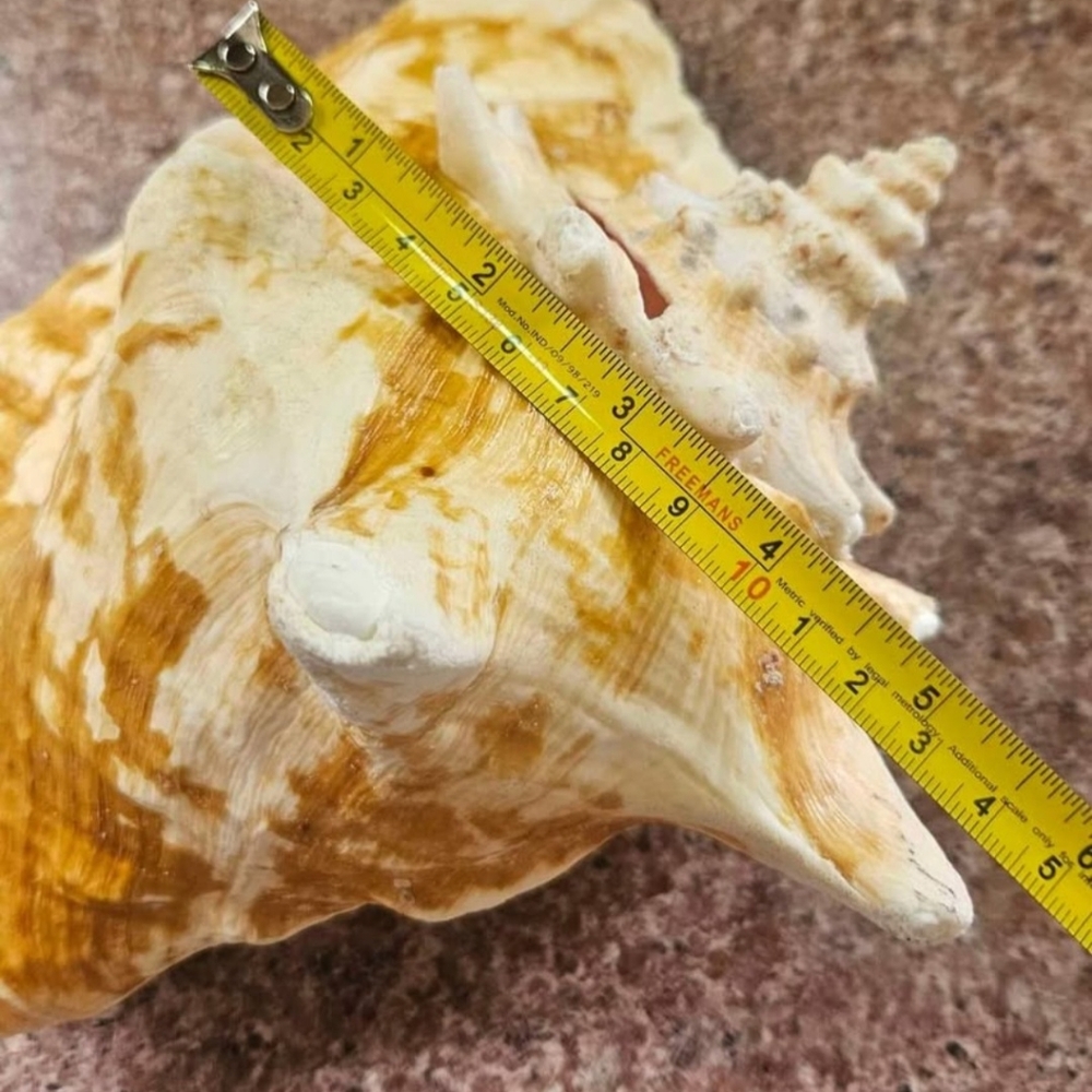 Natural Shell, Vintage - Picture 8 of 10